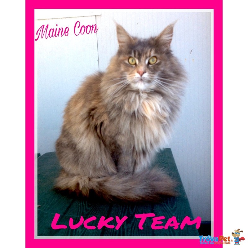 Maine coon Gattini Maschi e Femmine Disponibili Subito - Foto n. 5