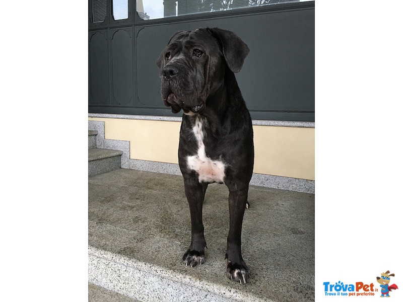 Stupendi Cuccioli cane Corso! - Foto n. 1