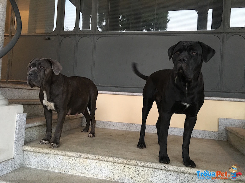 Stupendi Cuccioli cane Corso! - Foto n. 5