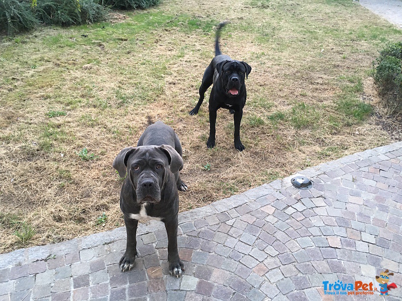 Stupendi Cuccioli cane Corso! - Foto n. 6