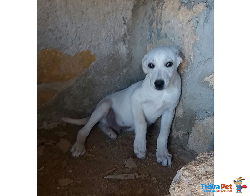 Cuccioli Incrocio Labrador, 3 Mesi, in Arrivo nei Prossimi Giorni a Bergamo, in Cerca di una Famigli - Foto n. 2