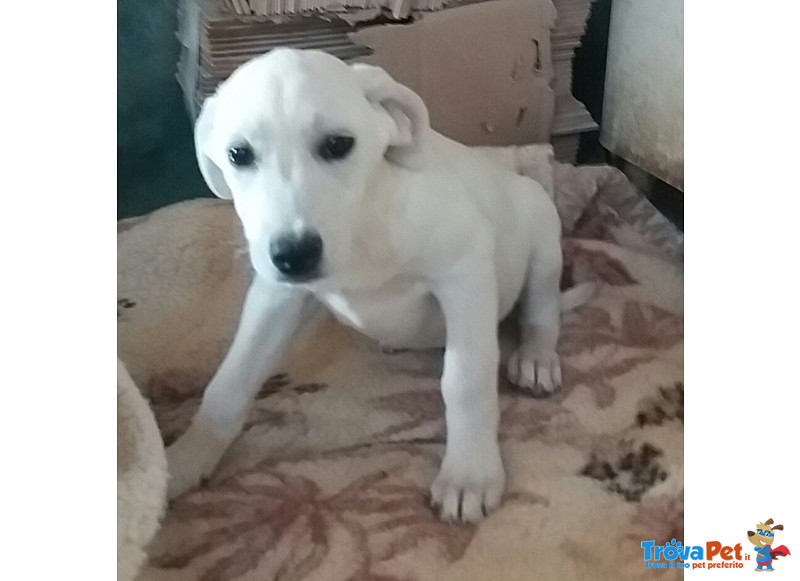 Cuccioli Incrocio Labrador, 3 Mesi, in Arrivo nei Prossimi Giorni a Bergamo, in Cerca di una Famigli - Foto n. 3