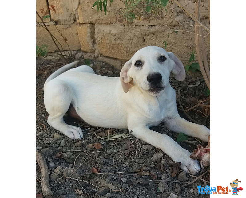 Cuccioli Incrocio Labrador, 3 Mesi, in Arrivo nei Prossimi Giorni a Bergamo, in Cerca di una Famigli - Foto n. 4