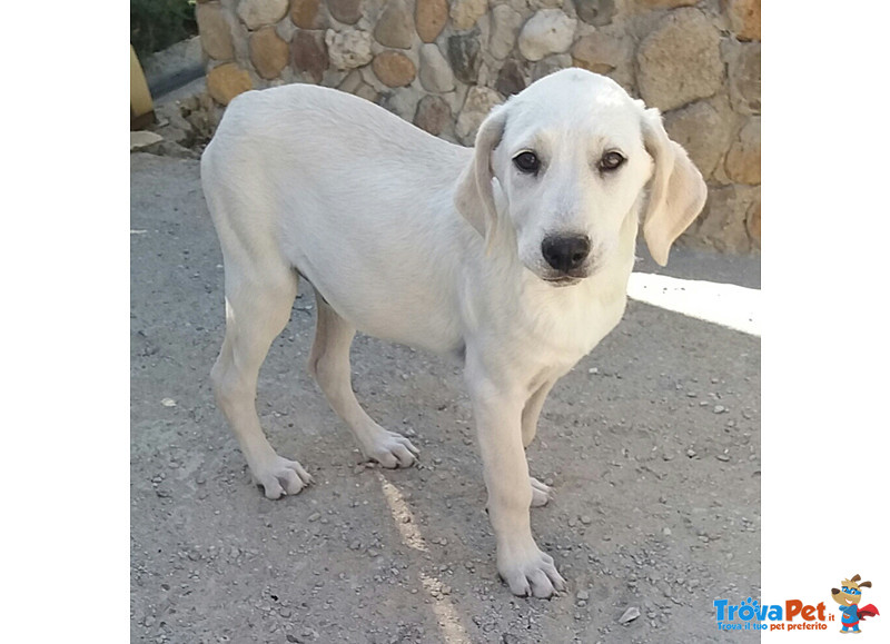 Cuccioli Incrocio Labrador, 3 Mesi, in Arrivo nei Prossimi Giorni a Bergamo, in Cerca di una Famigli - Foto n. 5