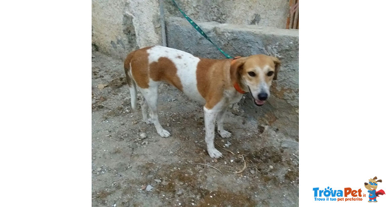 Juliet, Incrocio Beagle, Dolcissima Cagnolina, 1 Anno, Scacciata Malamente dal Quartiere dove Viveva - Foto n. 1