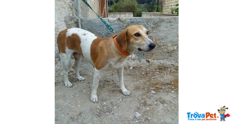 Juliet, Incrocio Beagle, Dolcissima Cagnolina, 1 Anno, Scacciata Malamente dal Quartiere dove Viveva - Foto n. 2