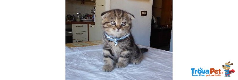 Scottish fold Golden - Foto n. 1