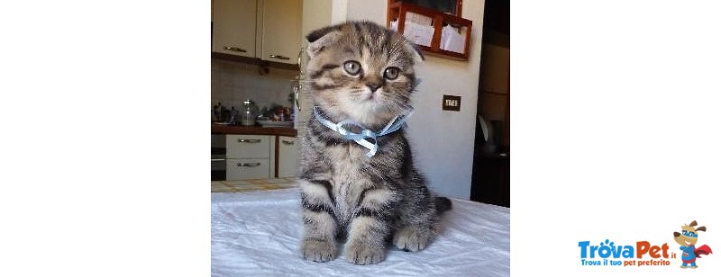 Scottish fold Golden - Foto n. 2