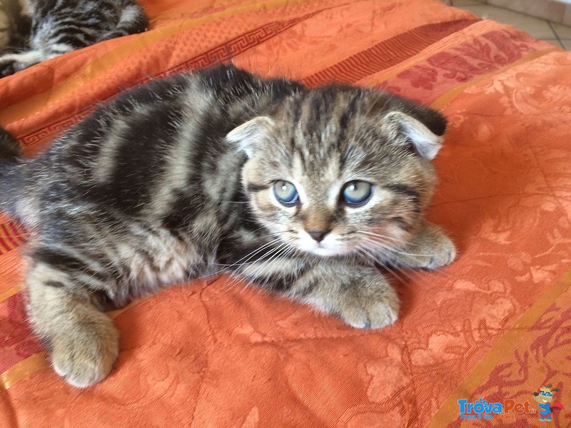 Scottish fold Golden - Foto n. 3