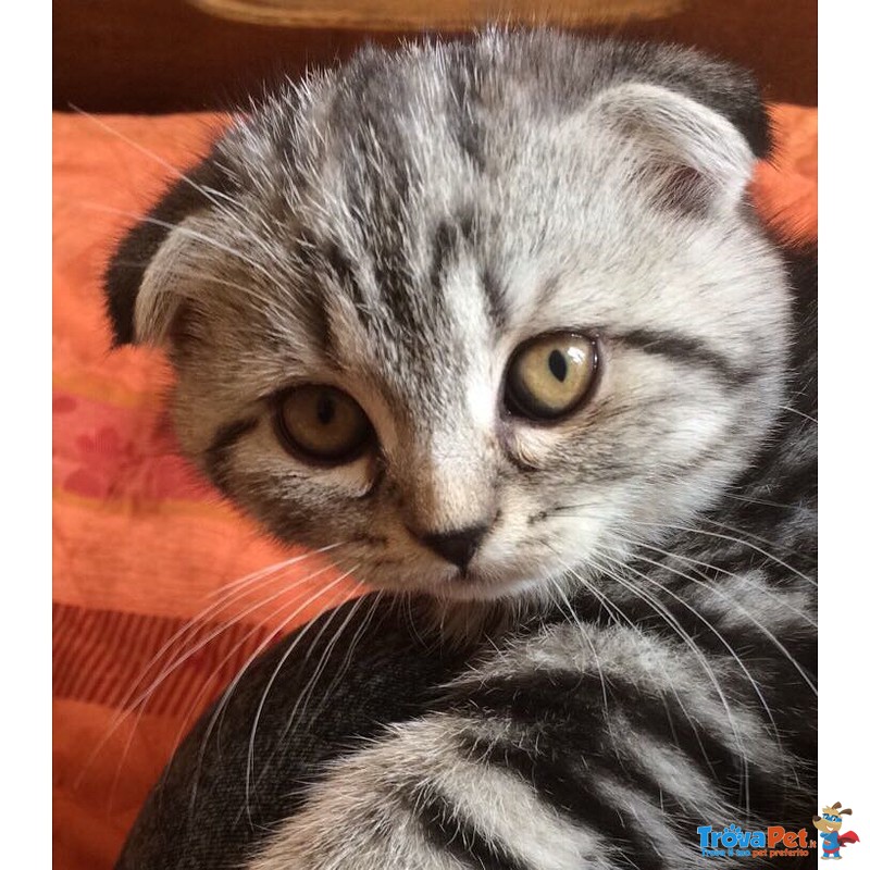 Scottish fold Silver Black Tabby - Foto n. 2