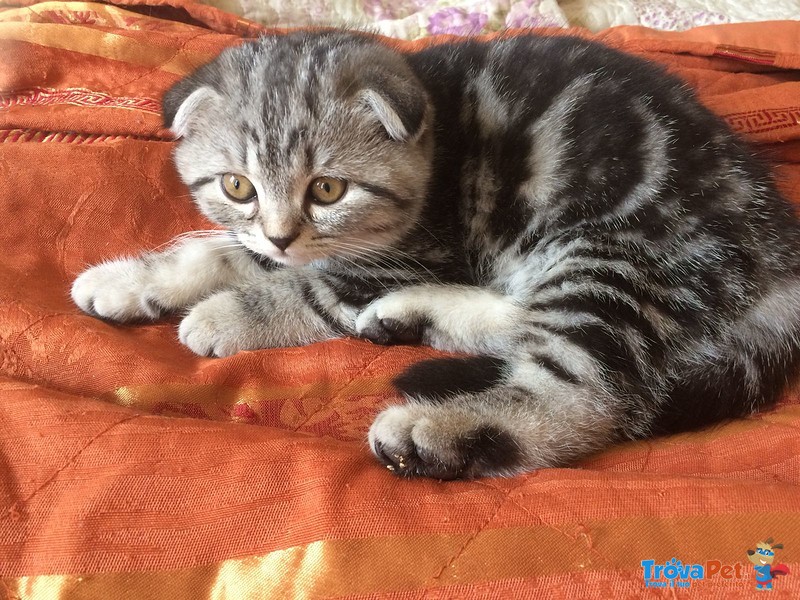 Scottish fold Silver Black Tabby - Foto n. 3