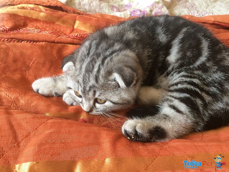 Scottish fold Silver Black Tabby - Foto n. 4