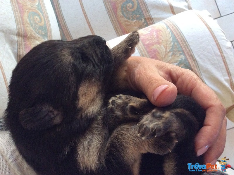 Cuccioli Pastore Tedesco - Foto n. 1