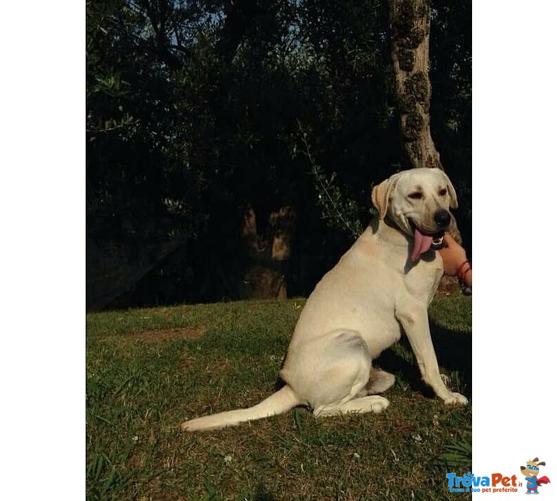 Labrador Maschio per Accoppiamento - Foto n. 3