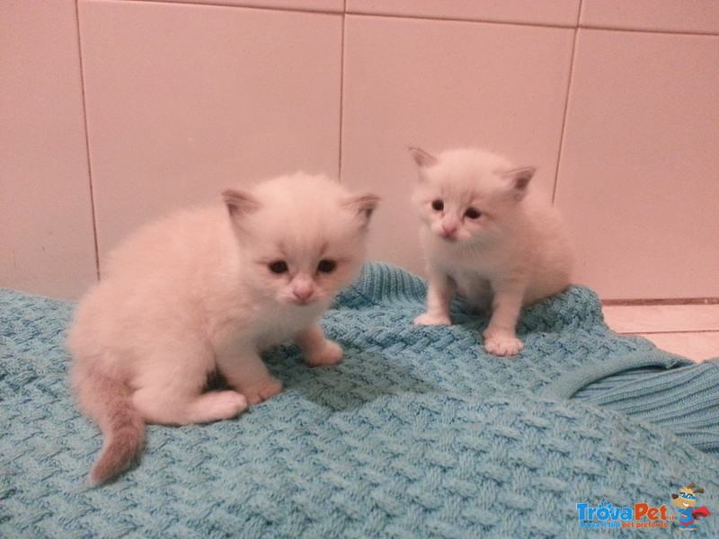 3 Cuccioli Maschi Ragdoll Bicolor e Mitted Blue - Foto n. 2