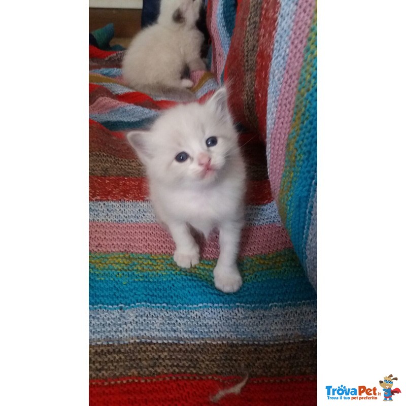 3 Cuccioli Maschi Ragdoll Bicolor e Mitted Blue - Foto n. 3