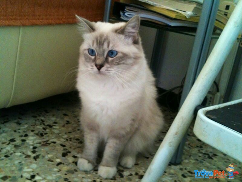 3 Cuccioli Maschi Ragdoll Bicolor e Mitted Blue - Foto n. 4