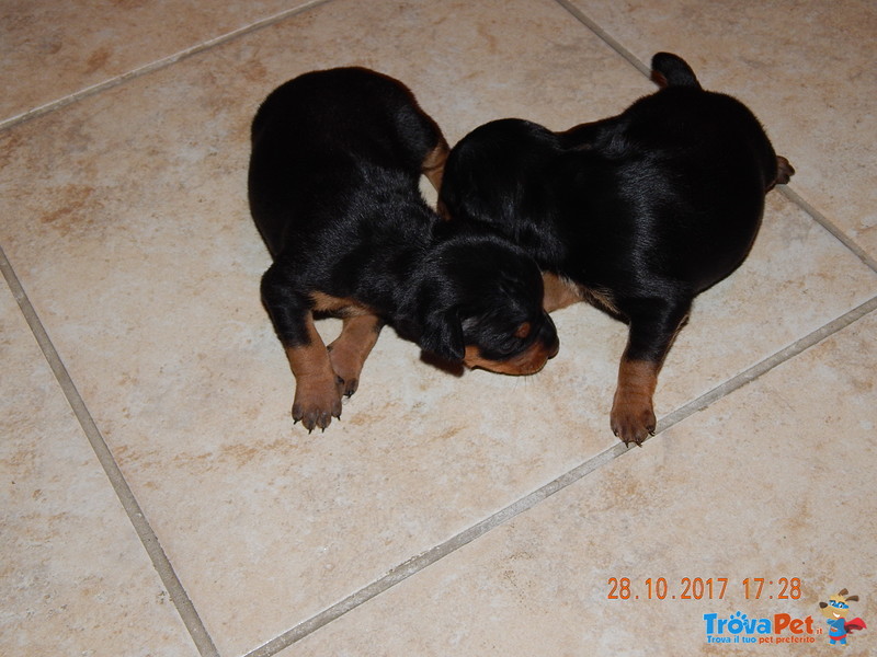 Cuccioli Pinscher - Foto n. 1