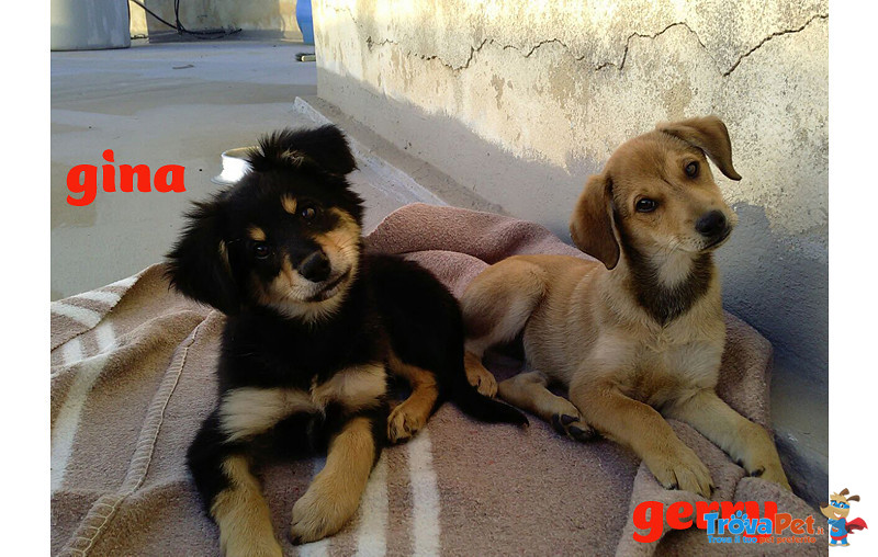 Gerry, Maori e Gina, Cuccioli di 3 mesi tg Medio/piccola, Arrivati a Bergamo in Cerca di Casa - Foto n. 1