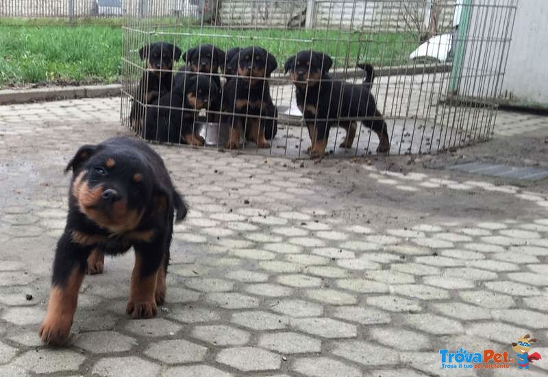 Cuccioli di Rottweiler - Foto n. 1