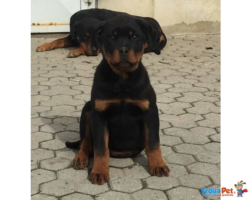 Cuccioli di Rottweiler - Foto n. 4