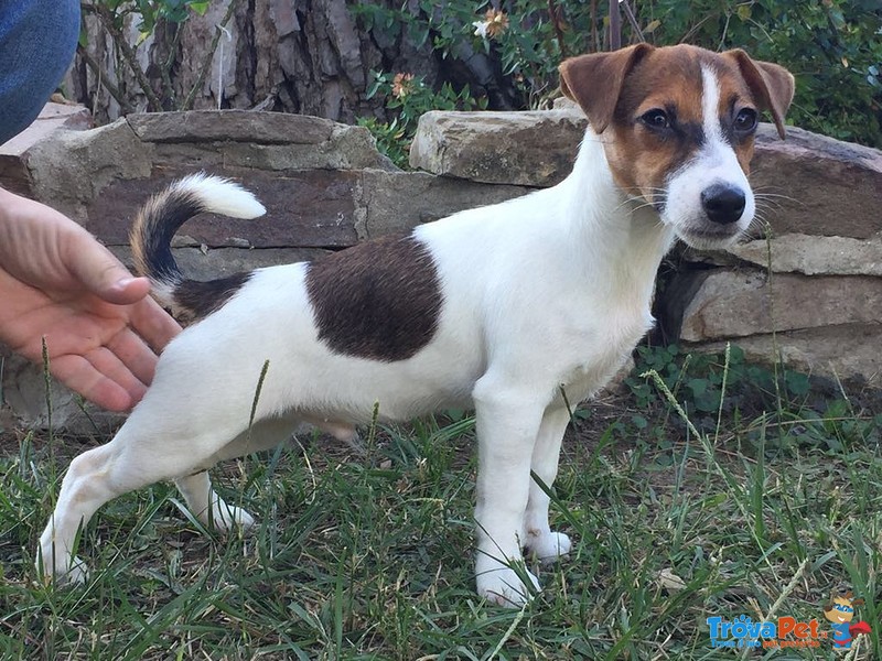 Cuccioli di jack Russell - Foto n. 1