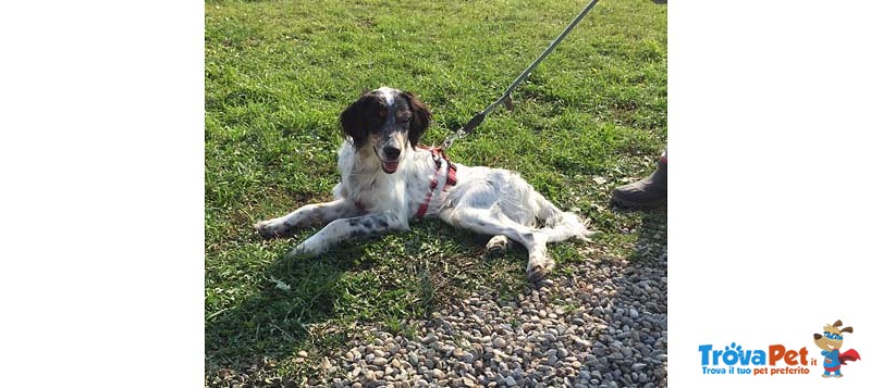 Adozione del Cuore! leo, Bellissimo Setter Inglese di soli 7 Mesi - Foto n. 1