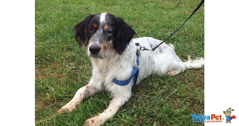 Adozione del Cuore! leo, Bellissimo Setter Inglese di soli 7 Mesi - Foto n. 2