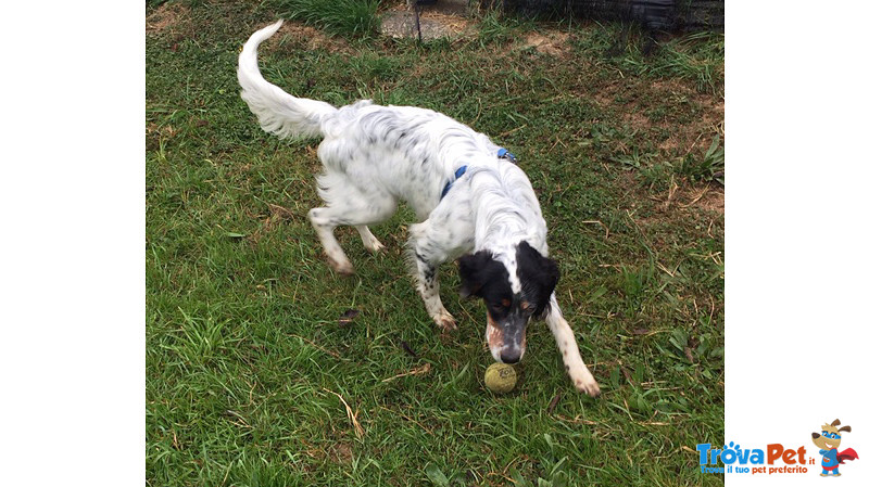 Adozione del Cuore! leo, Bellissimo Setter Inglese di soli 7 Mesi - Foto n. 3