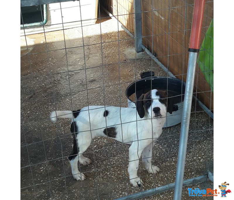 Beatrice, Cucciola di 3 Mesi, Dalla Sicilia a Bergamo, Diamole la vita e L’amore che si Merita - Foto n. 1