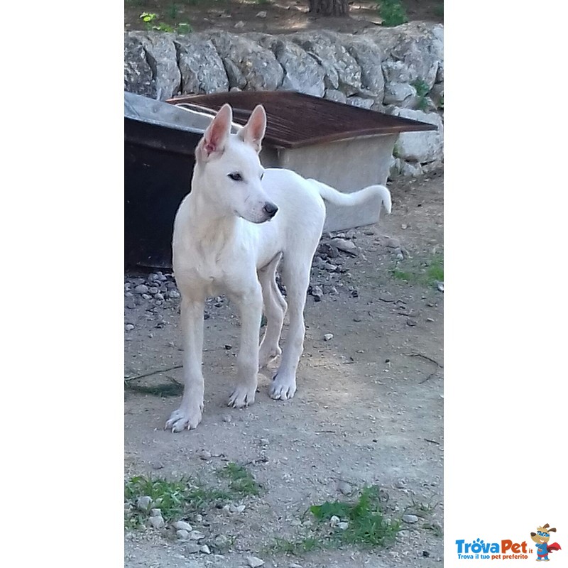 L'ispettore Cerca casa Disperatamente - Foto n. 1