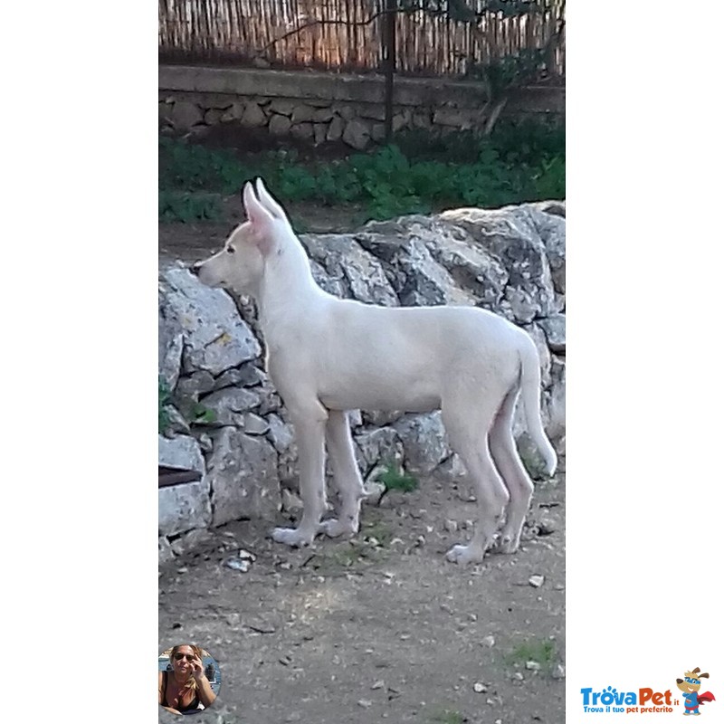 L'ispettore Cerca casa Disperatamente - Foto n. 2