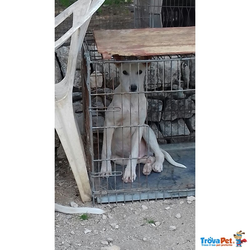 L'ispettore Cerca casa Disperatamente - Foto n. 3