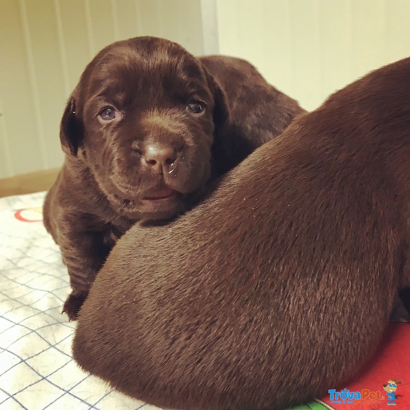 Cuccioli di Labrador Chocolate con Pedigree - Foto n. 1