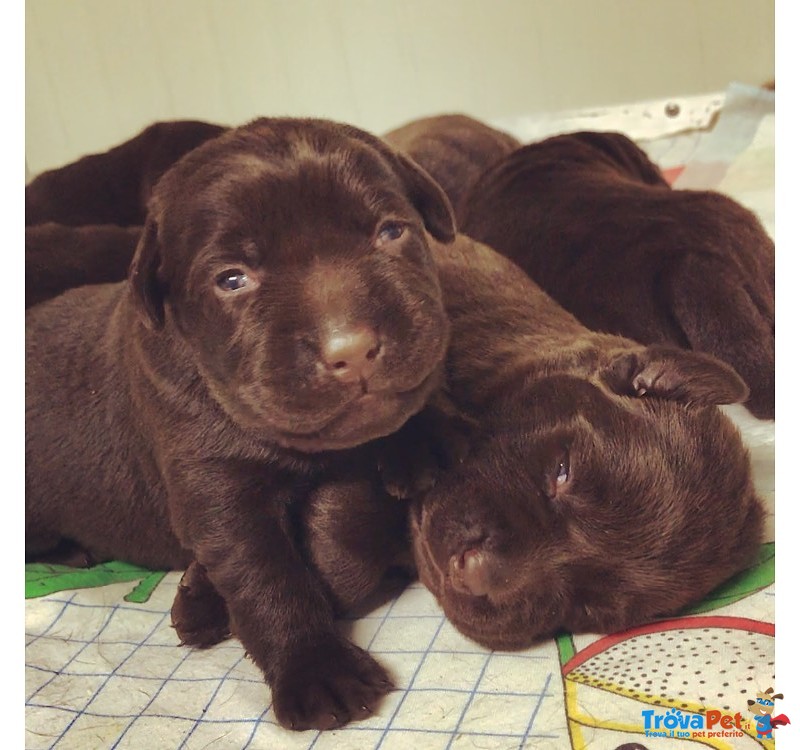 Cuccioli di Labrador Chocolate con Pedigree - Foto n. 2