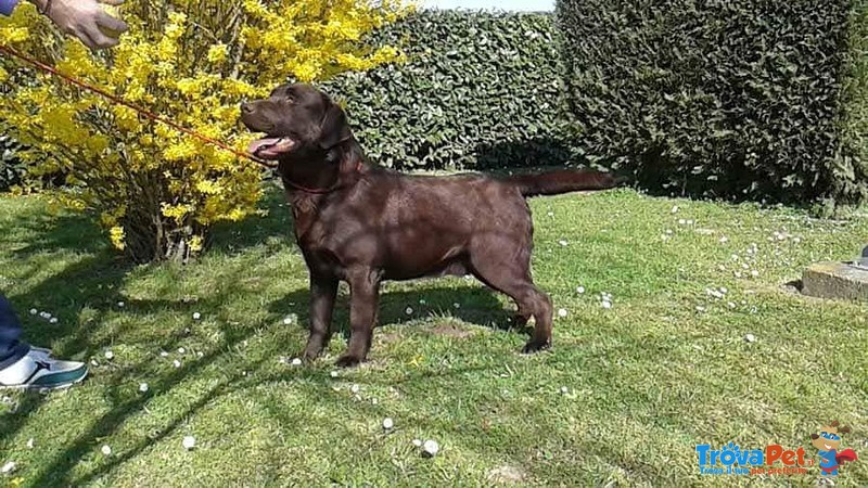 Cuccioli di Labrador Chocolate con Pedigree - Foto n. 3