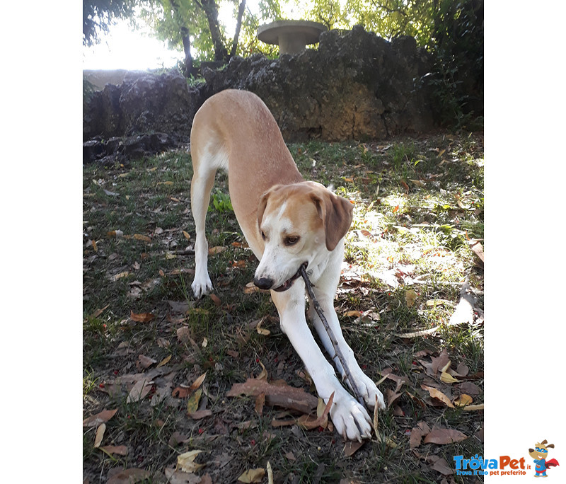 Urgente! Trudy, 10 Mesi, a soli 6 mesi Dall’adozione, non la Vogliono Piu’... deve Cercare una Nuova - Foto n. 2