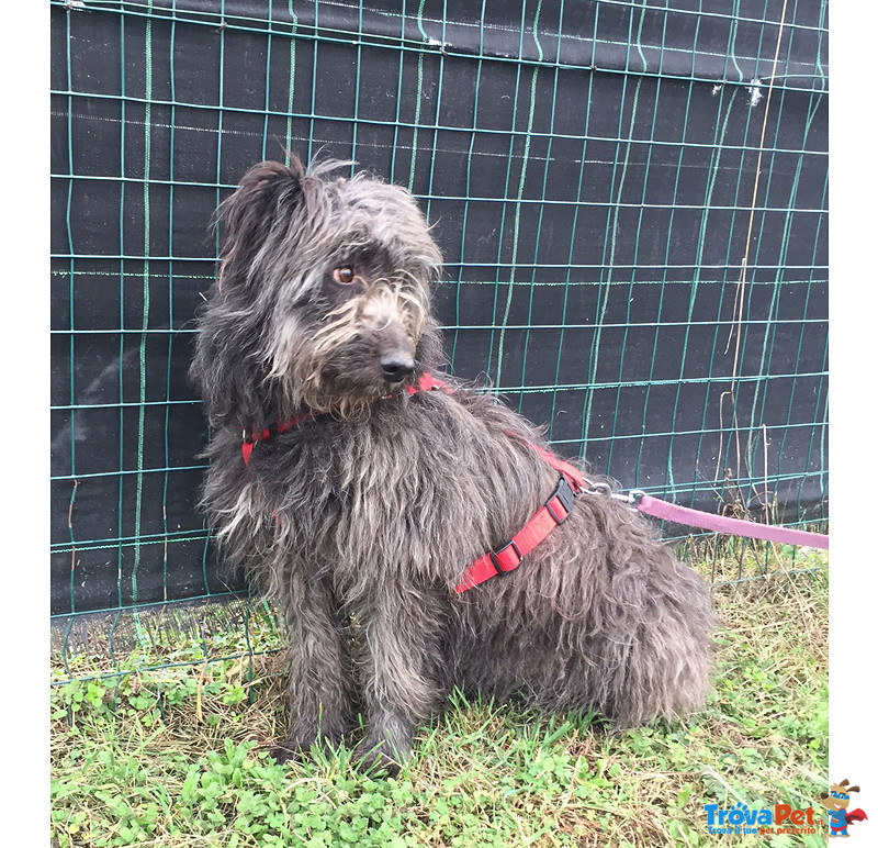 Greta, Incrocio Pastore Bergamasco, di Circa 1 anno e Mezzo, Taglia Media Contenuta, alla Ricerca Di - Foto n. 1