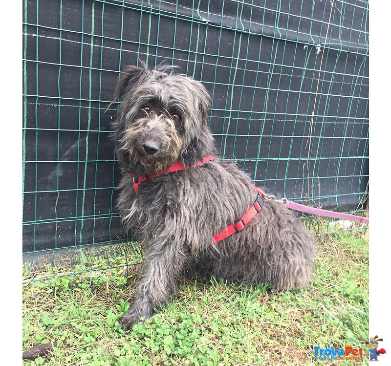 Greta, Incrocio Pastore Bergamasco, di Circa 1 anno e Mezzo, Taglia Media Contenuta, alla Ricerca Di - Foto n. 2