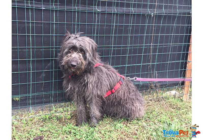 Greta, Incrocio Pastore Bergamasco, di Circa 1 anno e Mezzo, Taglia Media Contenuta, alla Ricerca Di - Foto n. 3