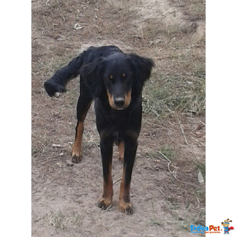 Denise, Jack, Obama, Incroci Setter Gordon 7 Mesi, Stanno Crescendo in un Rifugio, Adottiamoli!!! - Foto n. 1