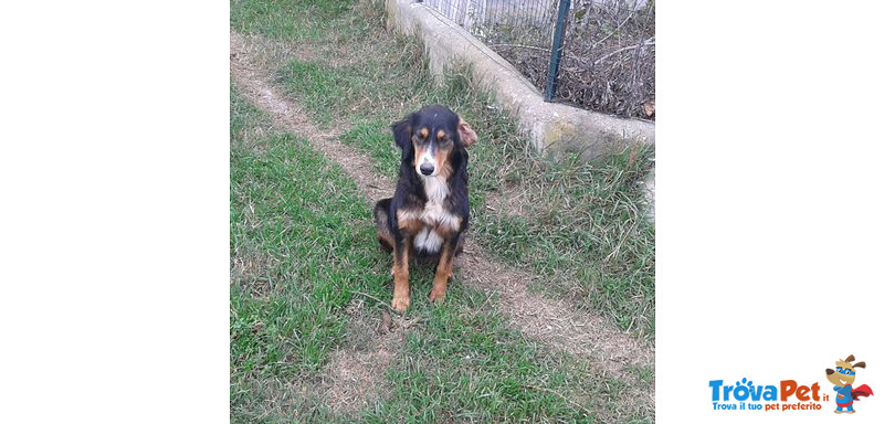 Denise, Jack, Obama, Incroci Setter Gordon 7 Mesi, Stanno Crescendo in un Rifugio, Adottiamoli!!! - Foto n. 2