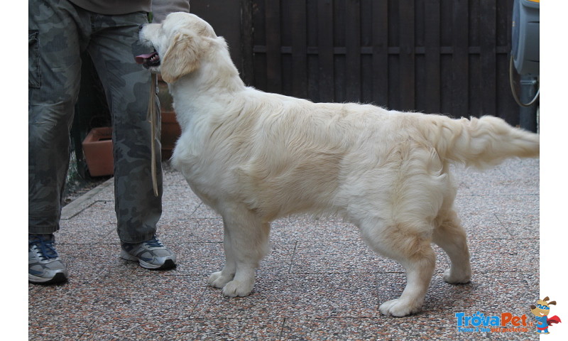 Golden Retriever Cuccioli - Foto n. 1