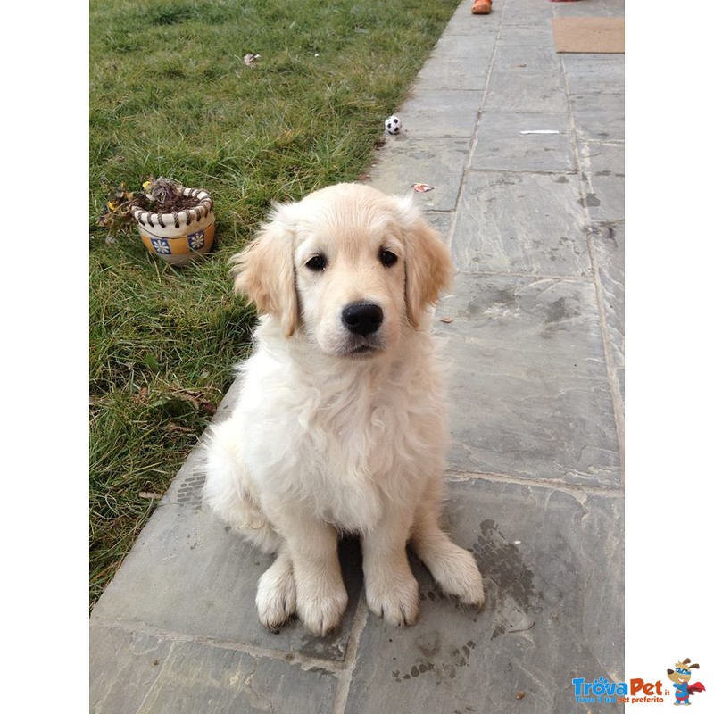 Golden Retriever Cuccioli - Foto n. 3