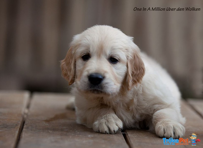 Golden Retriever Cuccioli - Foto n. 7