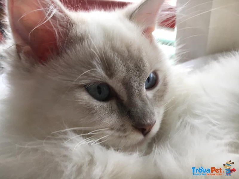 Dolcissime Ragdoll blu Tabby e Seal - Foto n. 3