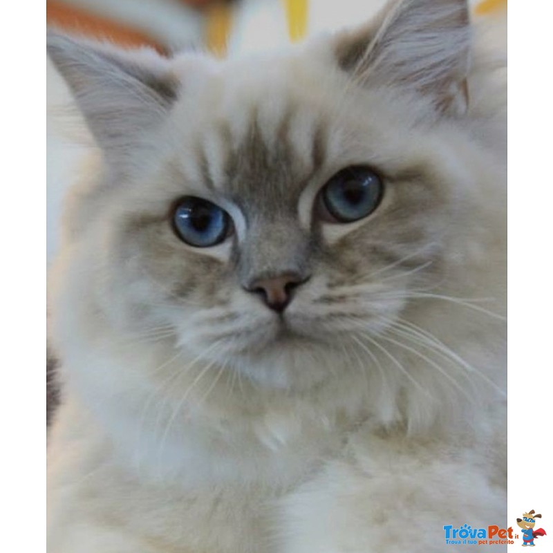 Dolcissime Ragdoll blu Tabby e Seal - Foto n. 1