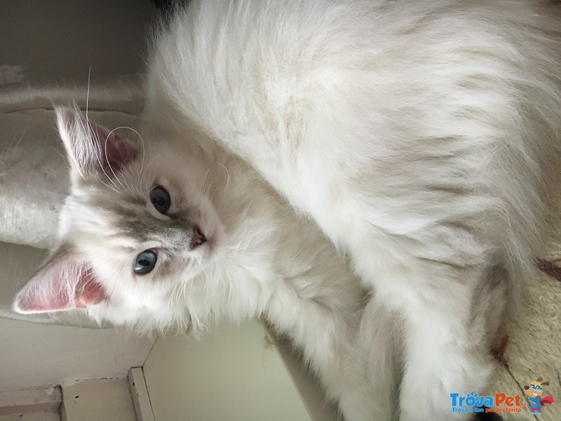 Dolcissime Ragdoll blu Tabby e Seal - Foto n. 5