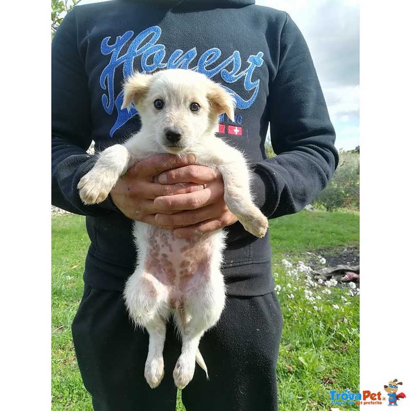 Sissi, Cucciola di 2 mesi Taglia Piccola - Foto n. 2