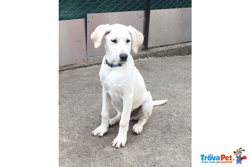 Cuccioli Incrocio Labrador, 3 mesi e Mezzo, Arrivati Dalla Sicilia, in Cerca di una Famiglia per S - Foto n. 1